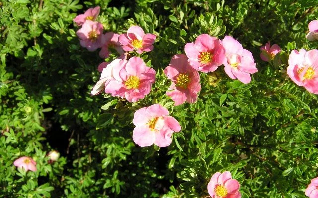 POTENTILLA fruticosa 'Lovely Pink'® - Potentille arbustive rose