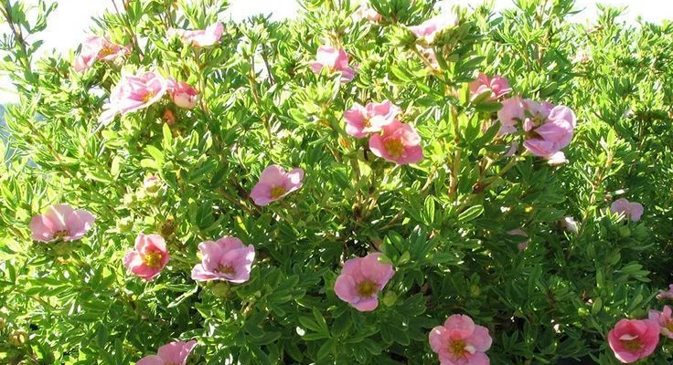 POTENTILLA fruticosa 'Lovely Pink'® - Potentille arbustive rose