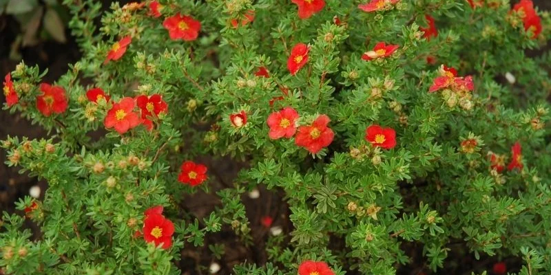POTENTILLA fruticosa 'Red Robin' - Potentille arbustive 'Red Robin'