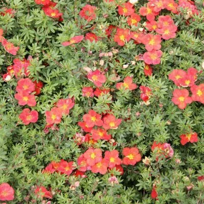 POTENTILLA fruticosa 'Red Robin' - Potentille arbustive 'Red Robin'