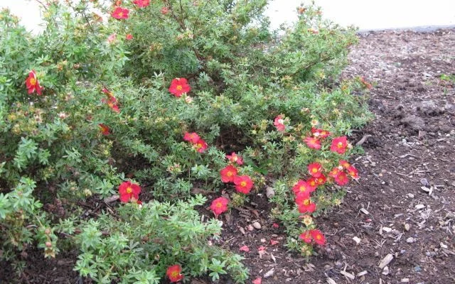 POTENTILLA fruticosa 'Red Robin' - Potentille arbustive 'Red Robin'