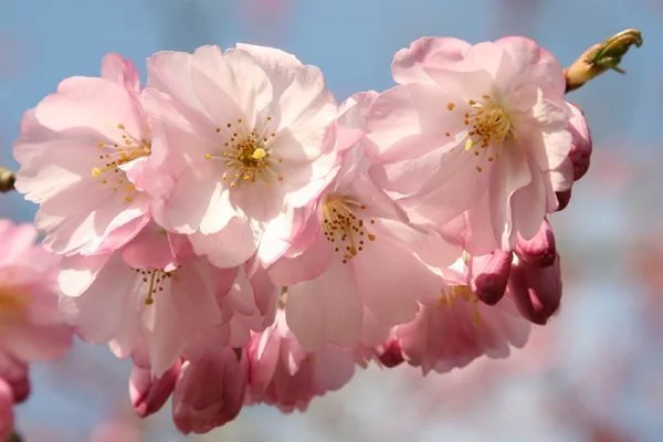 PRUNUS 'Accolade' - Cerisier à fleurs