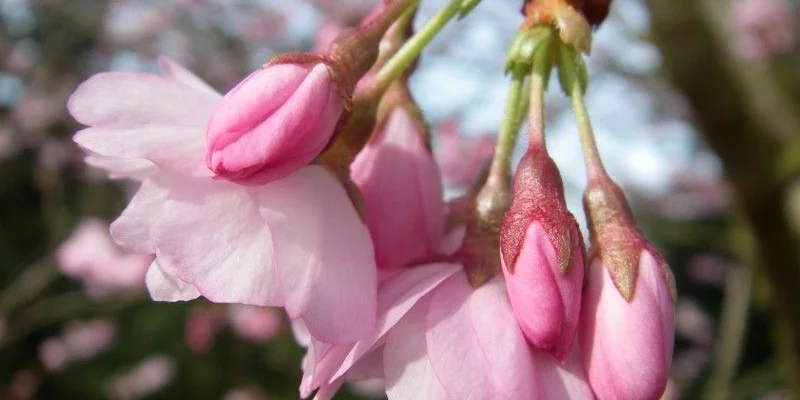 PRUNUS 'Accolade' - Cerisier à fleurs