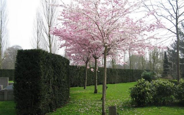 PRUNUS 'Accolade' - Cerisier à fleurs