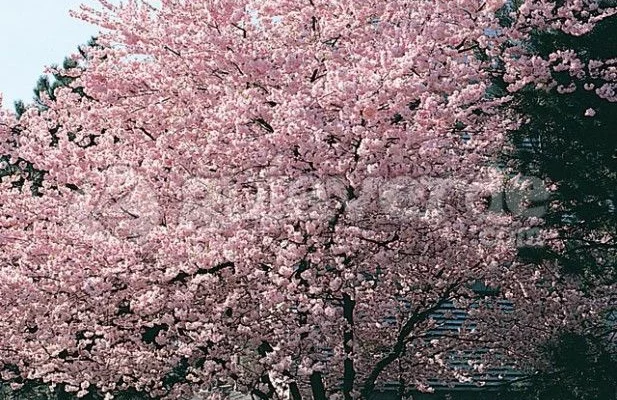 PRUNUS 'Accolade' - Cerisier à fleurs