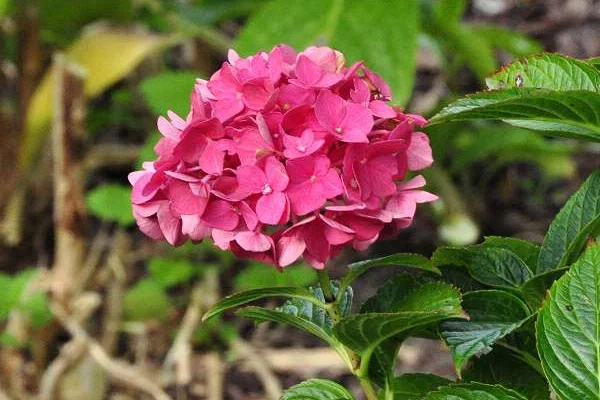 HYDRANGEA 'Rouge' - Hortensia