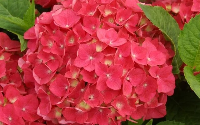 HYDRANGEA 'Rouge' - Hortensia