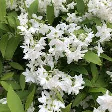 DEUTZIA snowflake