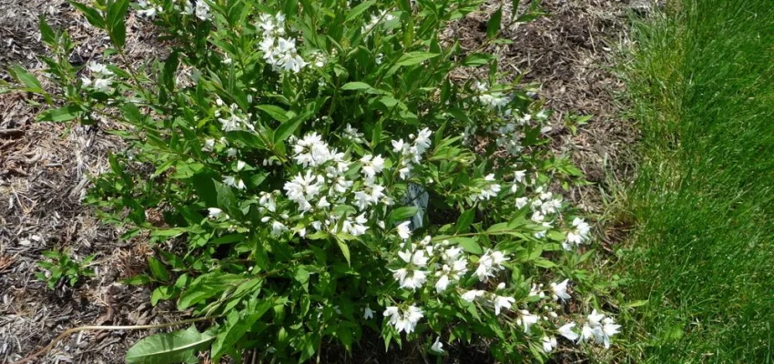 DEUTZIA snowflake - Deutzie à fleurs blanches