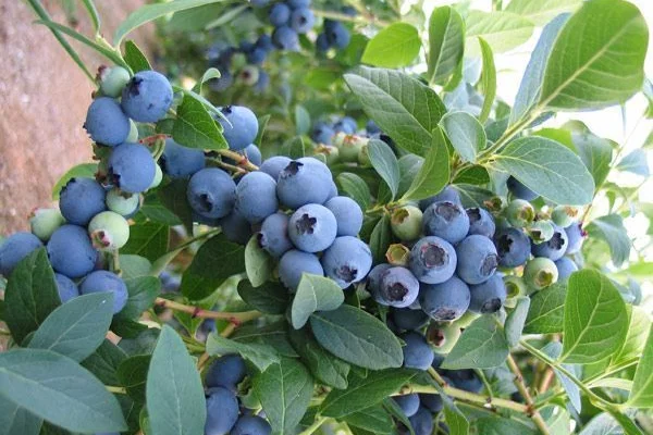 Myrtille 'Bluecrop' - Vaccinium corymbosum 'Bluecrop'