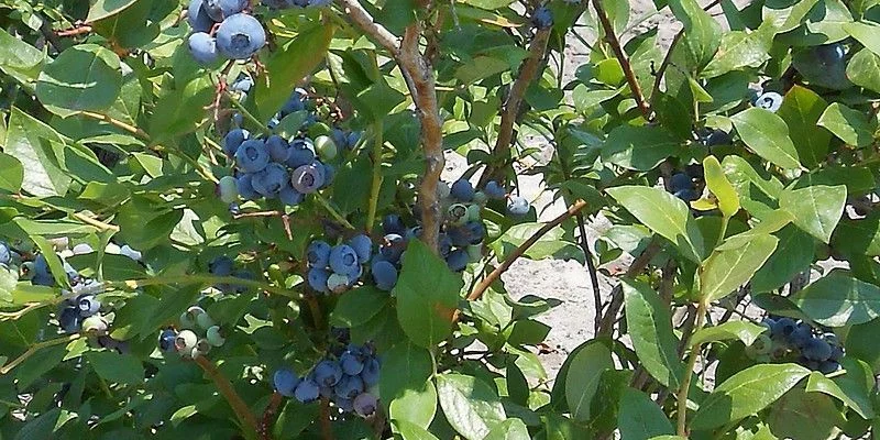 Myrtille 'Bluecrop' - Vaccinium corymbosum 'Bluecrop'