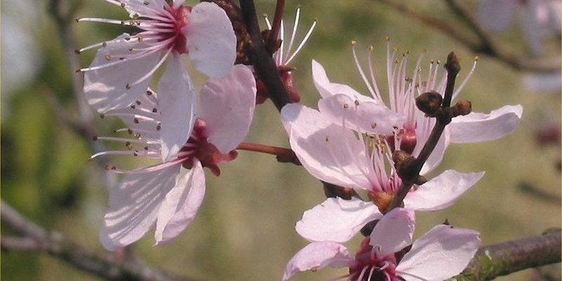 PRUNUS cerasifera 'Nigra', 'Pissardii' - Cerisier à fleurs, au feuillage pourpre
