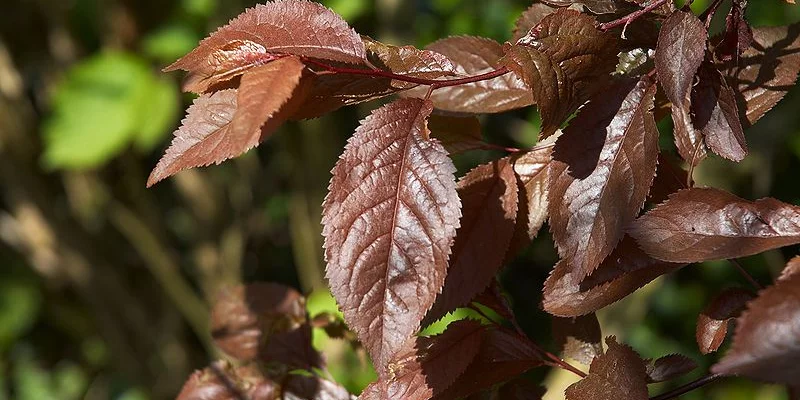 PRUNUS cerasifera 'Nigra', 'Pissardii' - Cerisier à fleurs, au feuillage pourpre