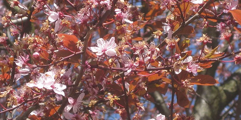 PRUNUS cerasifera 'Nigra', 'Pissardii' - Cerisier à fleurs, au feuillage pourpre
