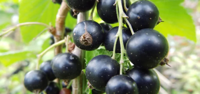 RIBES nigrum 'Titania' - Cassissier