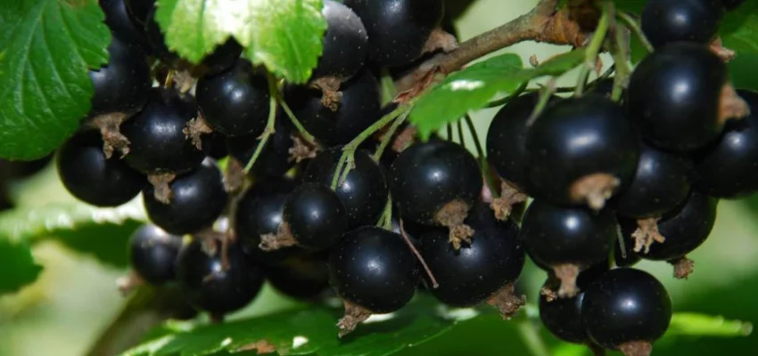 RIBES nigrum 'Titania' - Cassissier