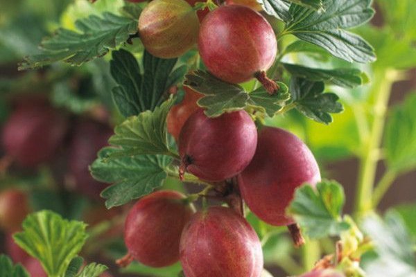 Groseillier à maquereau 'Hinnonmaki' rouge - Ribes uva-crispa 'Hinnonmaki'