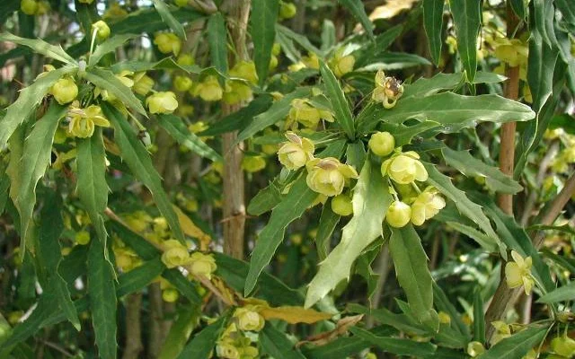 BERBERIS gagnepainii - Epine vinette