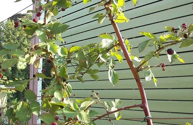 Mûre 'Black Satin' - Rubus fruticosus 'Black Satin'