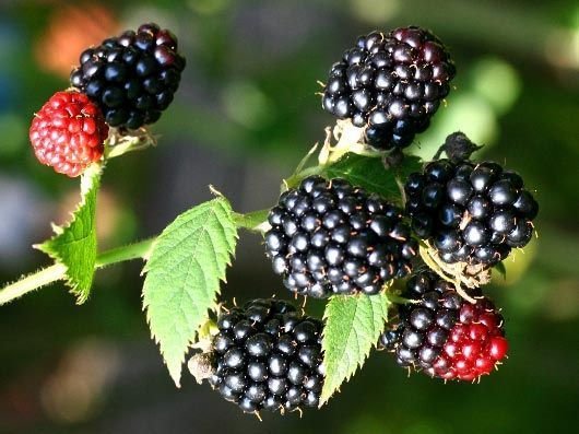 Mûre 'Black Satin' - Rubus fruticosus 'Black Satin'