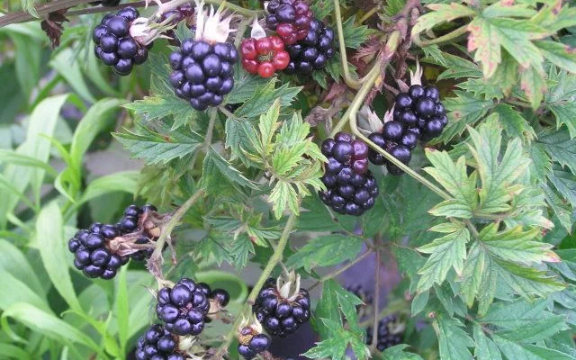 Mûre 'Thornless Evergreen' - Rubus fruticosus 'Thornless Evergreen'