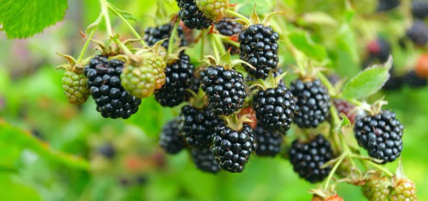 Mûre 'Thornless Evergreen' - Rubus fruticosus 'Thornless Evergreen'