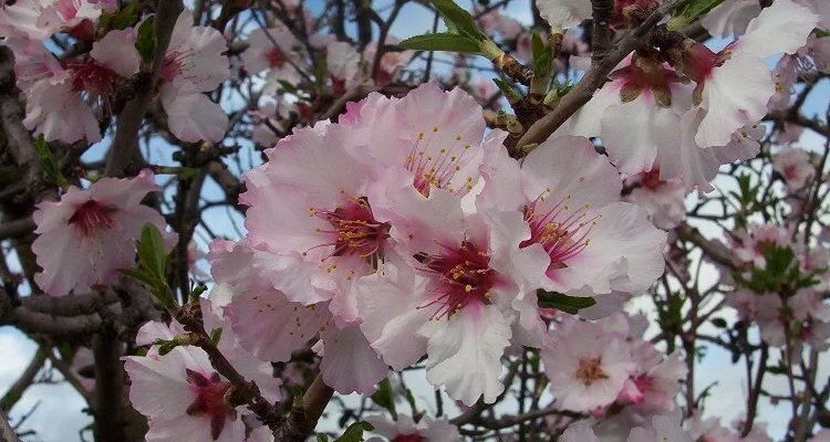 PRUNUS dulcis - Amandier