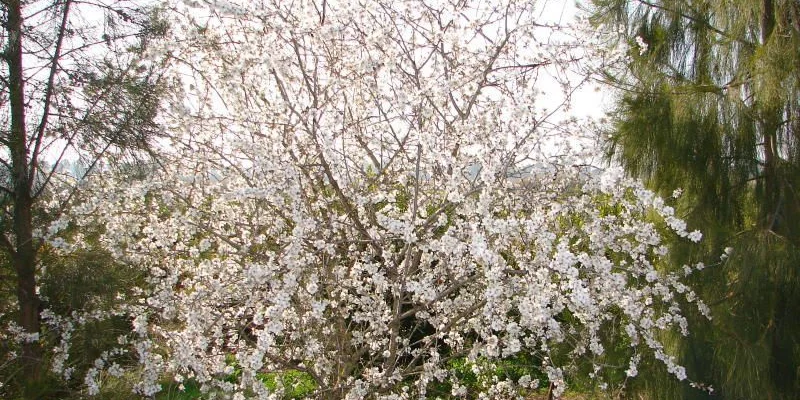 PRUNUS dulcis - Amandier