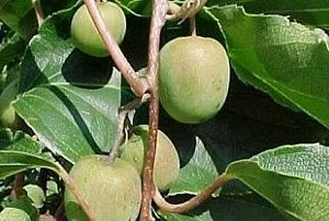 KIWI KIWAI arguta 'Issai' (autofertile) - ACTINIDIA arguta 'Issai'