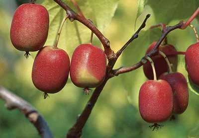 KIWI KIWAI arguta 'Ken's Red' (femelle) - ACTINIDIA arguta 'Ken's Red'