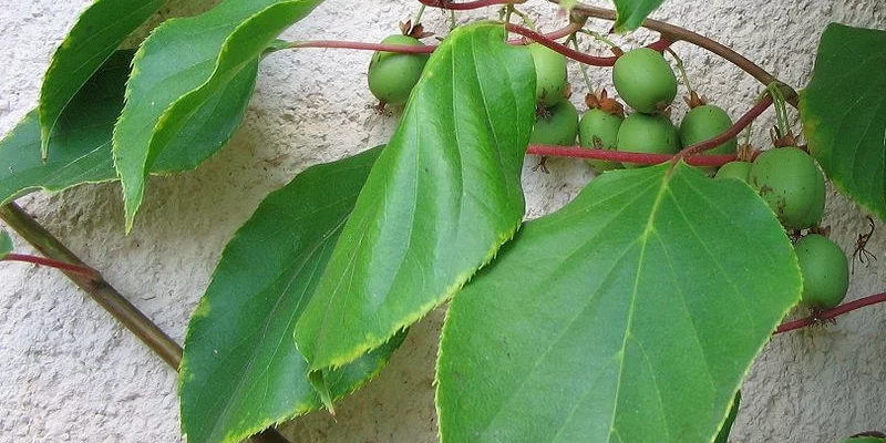 KIWI KIWAI arguta 'Weiki' (mâle) - ACTINIDIA arguta 'Weiki'