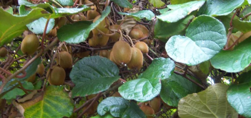 Kiwi femelle 'Hayward' (femelle) - Actinidia chinensis 'Hayward'