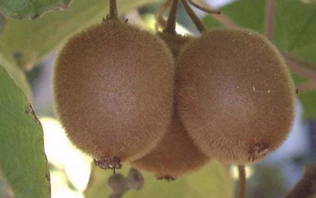 Kiwi femelle 'Hayward' (femelle) - Actinidia chinensis 'Hayward'