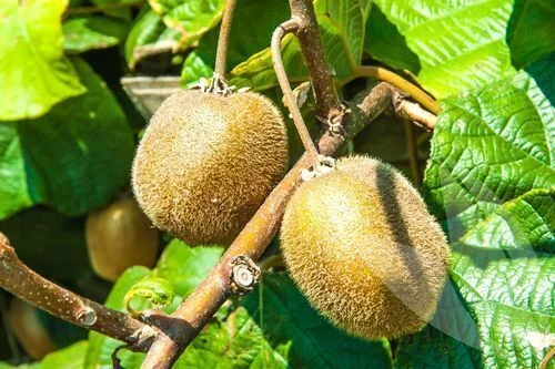 Kiwi 'Jenny' (autofertile) - Actinidia chinensis 'Jenny'