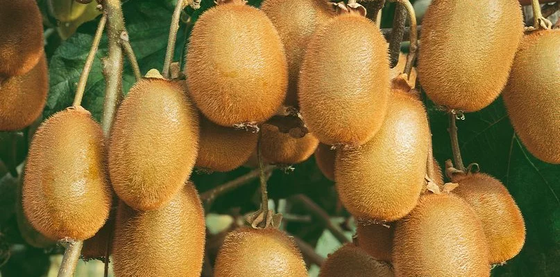 Kiwi 'Jenny' (autofertile) - Actinidia chinensis 'Jenny'