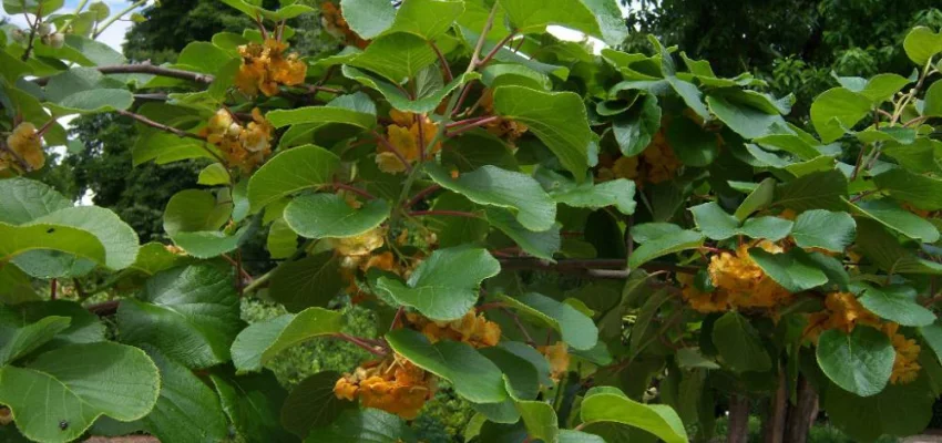 Kiwi 'Jenny' (autofertile) - Actinidia chinensis 'Jenny'