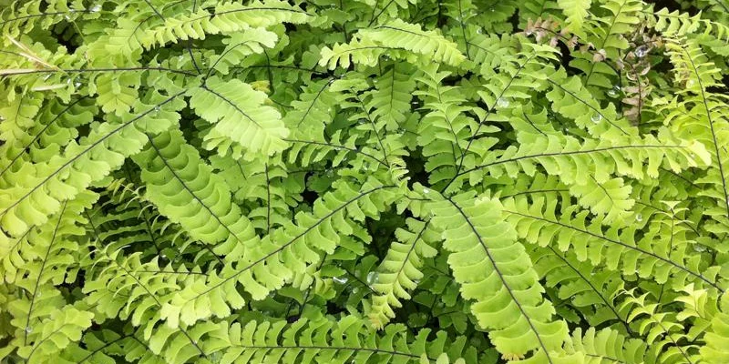 ADIANTUM pedatum 'Imbricatum'