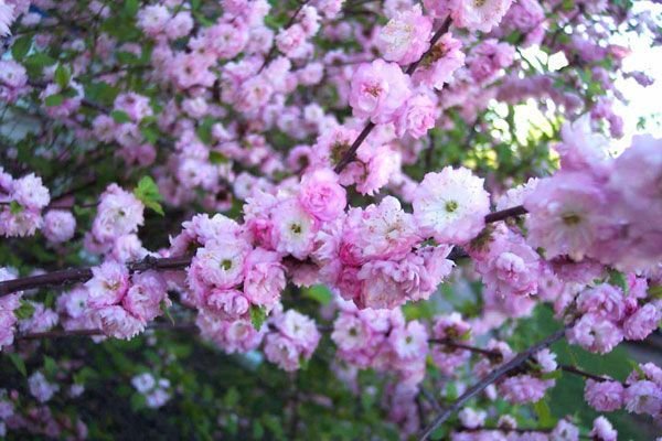 PRUNUS glandulosa 'Sinensis' - Cerisier à fleurs