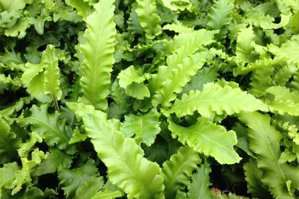 ASPLENIUM scolopendrium 'Angustifolia' - Fougère Scolopendre