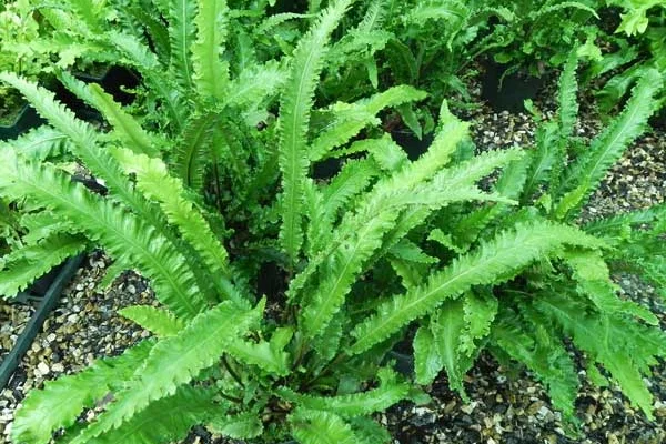 ASPLENIUM scolopendrium 'Angustifolia' - Fougère Scolopendre