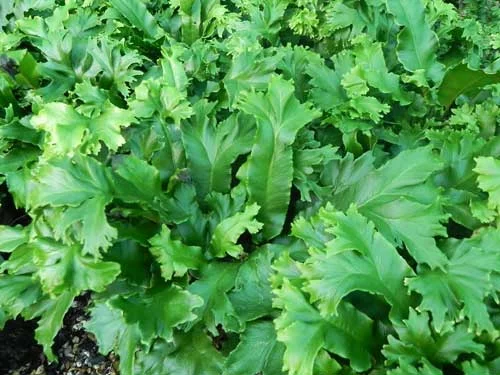 ASPLENIUM scolopendrium 'Cristata' - Fougère Scolopendre