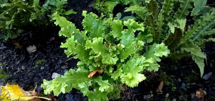 ASPLENIUM scolopendrium 'Cristata' - Fougère Scolopendre