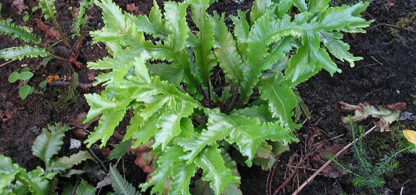 ASPLENIUM scolopendrium 'Cristata' - Fougère Scolopendre