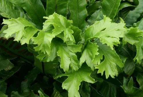 ASPLENIUM scolopendrium 'Cristata' - Fougère Scolopendre