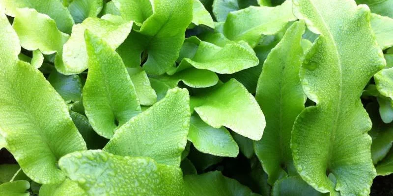 ASPLENIUM scolopendrium 'Undulatum' - Fougère Scolopendre