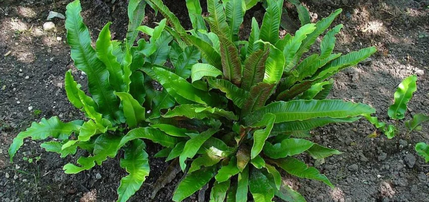 ASPLENIUM scolopendrium 'Undulatum' - Fougère Scolopendre