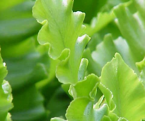 ASPLENIUM scolopendrium 'Undulatum' - Fougère Scolopendre