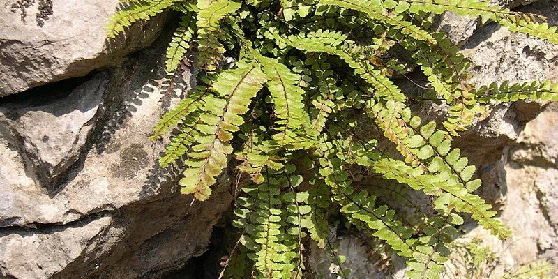 ASPLENIUM trichomanes - Fougère fausse capillaire