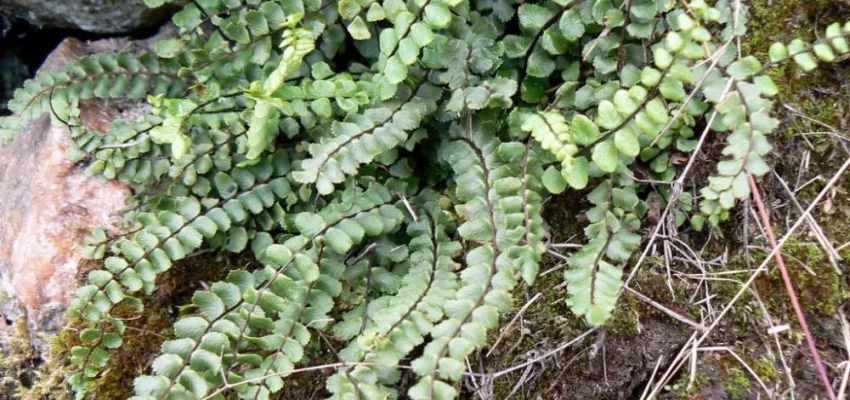 ASPLENIUM trichomanes - Fougère fausse capillaire