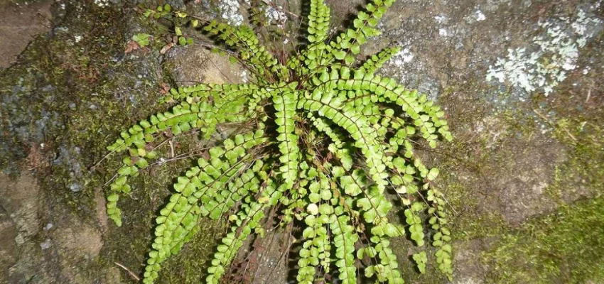 ASPLENIUM trichomanes - Fougère fausse capillaire